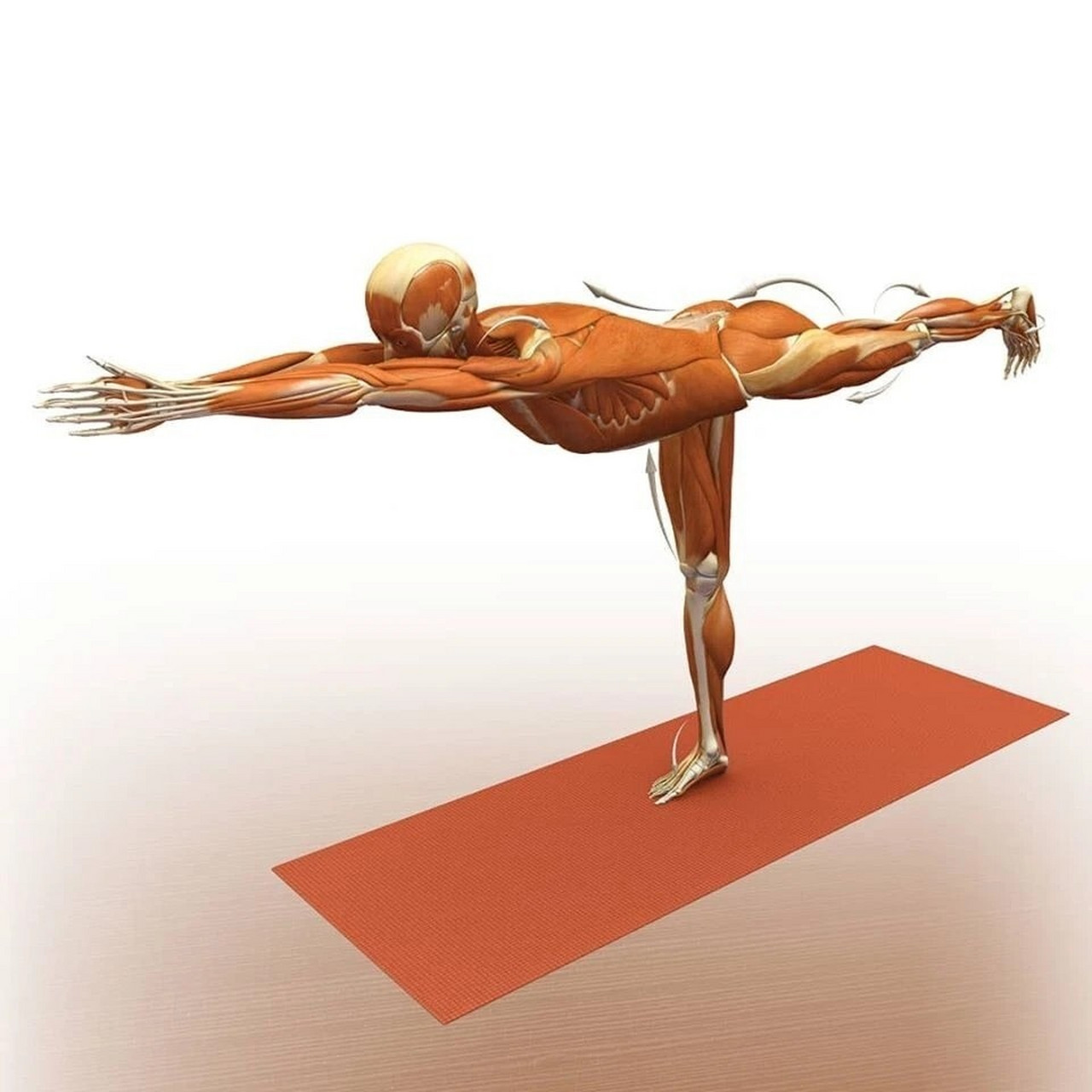 瑜伽解剖-平衡的艺术-战士三式 战士三式的基础:来自于战士一式双腿