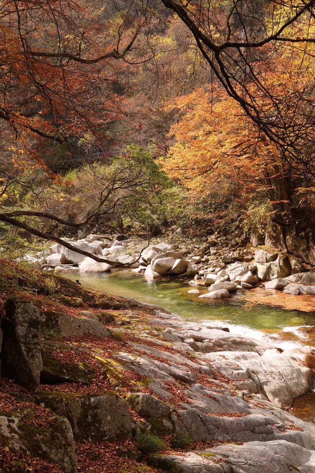 心灵栖息的港湾——米仓山国家森林公园 枫叶红似火 落叶黄似绸 天空