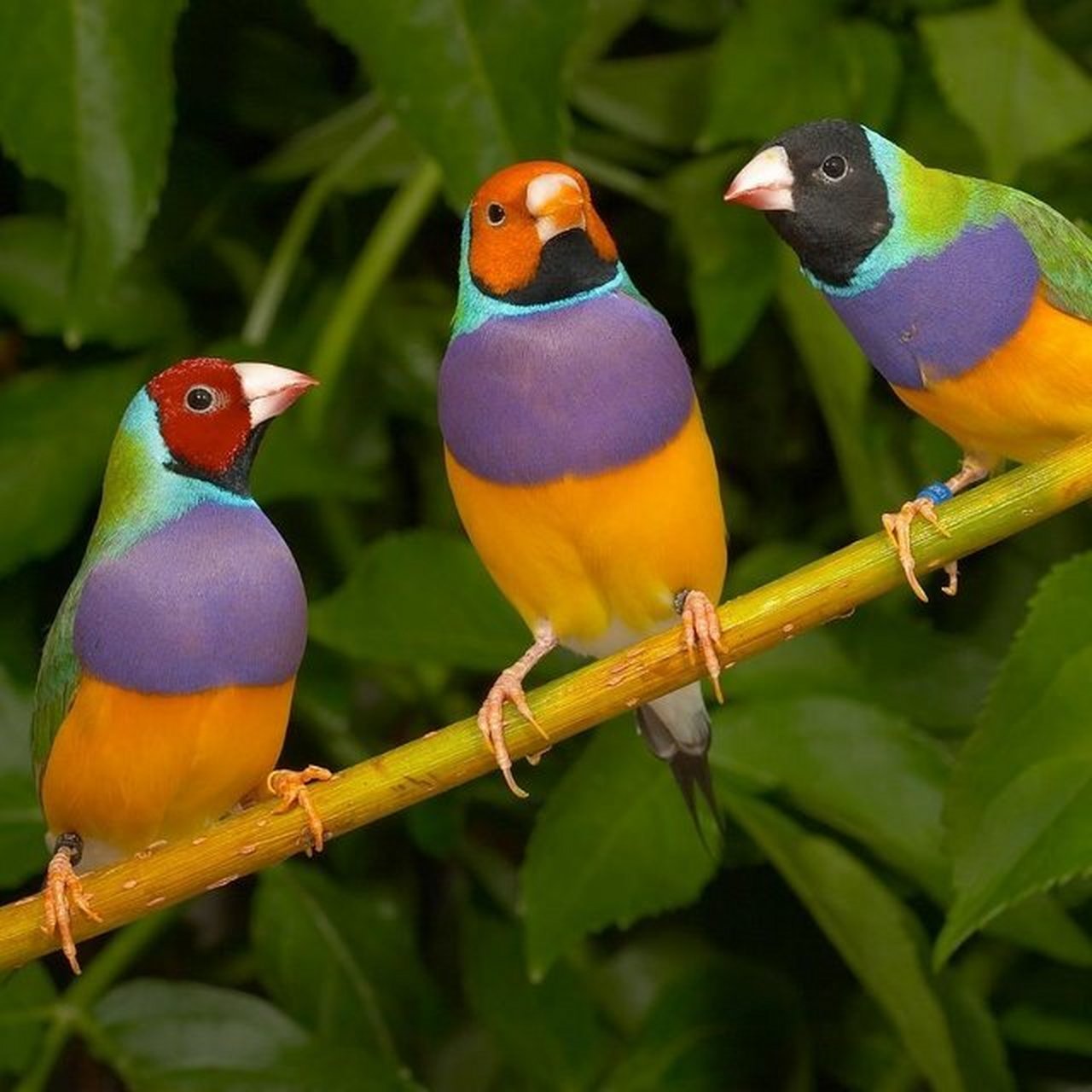 chloebia gouldiae),由于种名是英国鸟类学家约翰·古尔德为了纪念