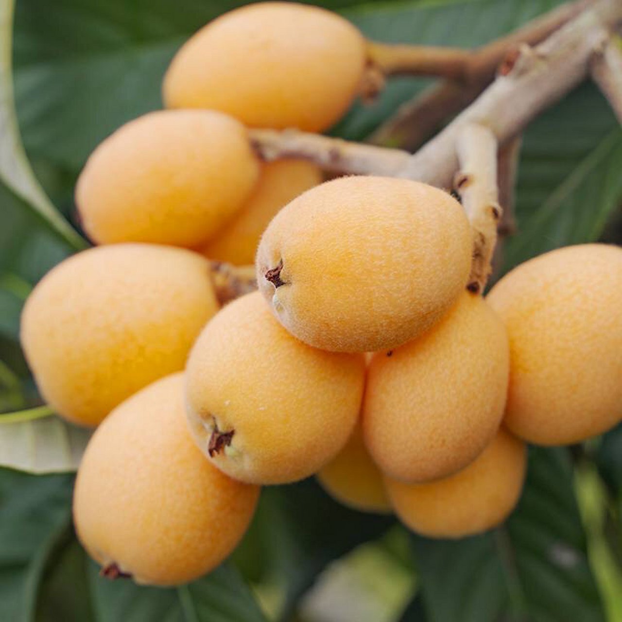 米易早钟枇杷 开春就能尝到的头茬鲜"米易枇杷"来啦~鲜甜爽滑,每年开