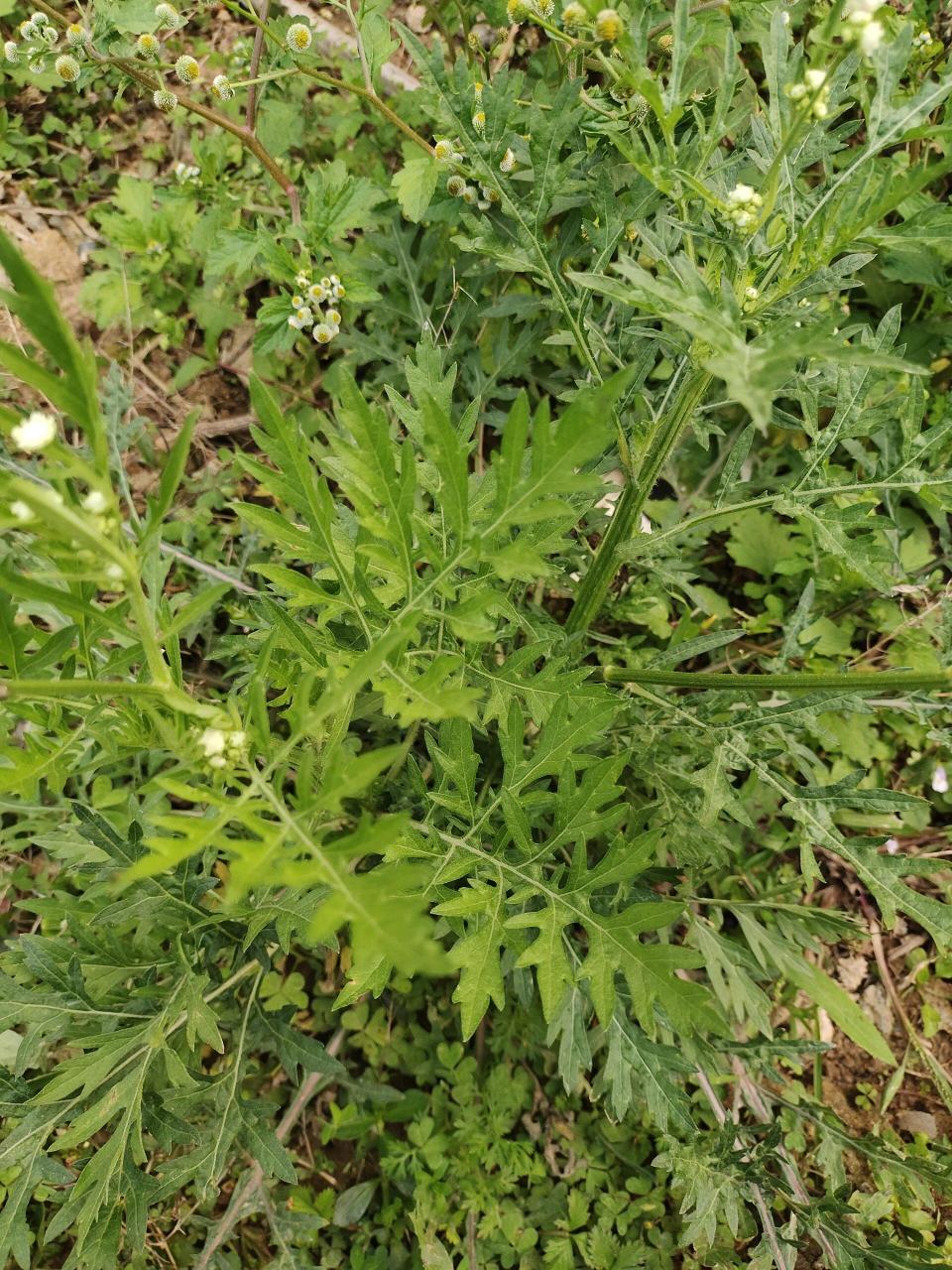 银胶菊图片图片