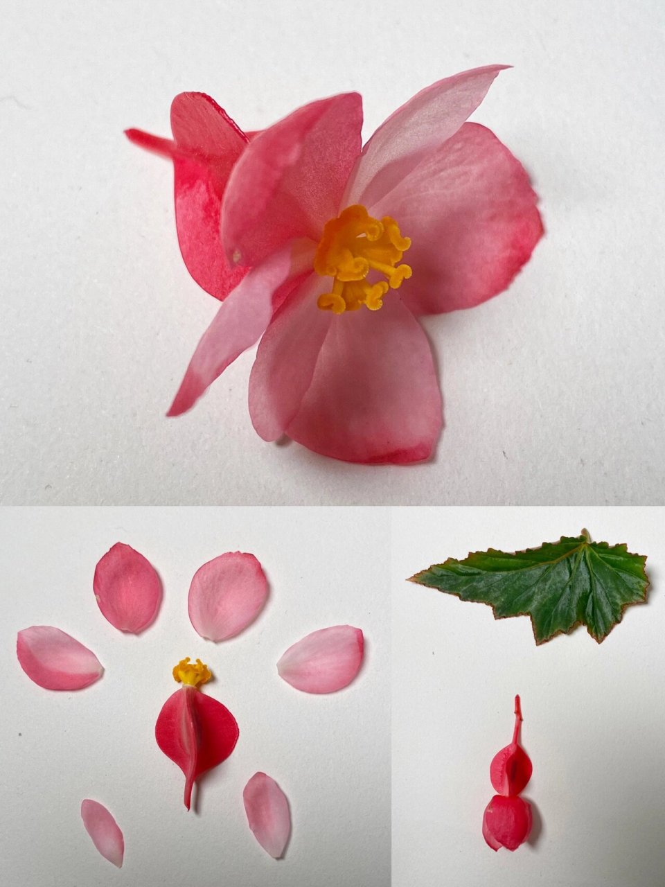 66|四季海棠 四季海棠,是秋海棠科秋海棠属植物,多年生常绿草本