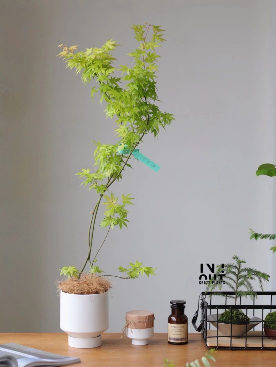 黄金流泉枫树才是王者流泉!