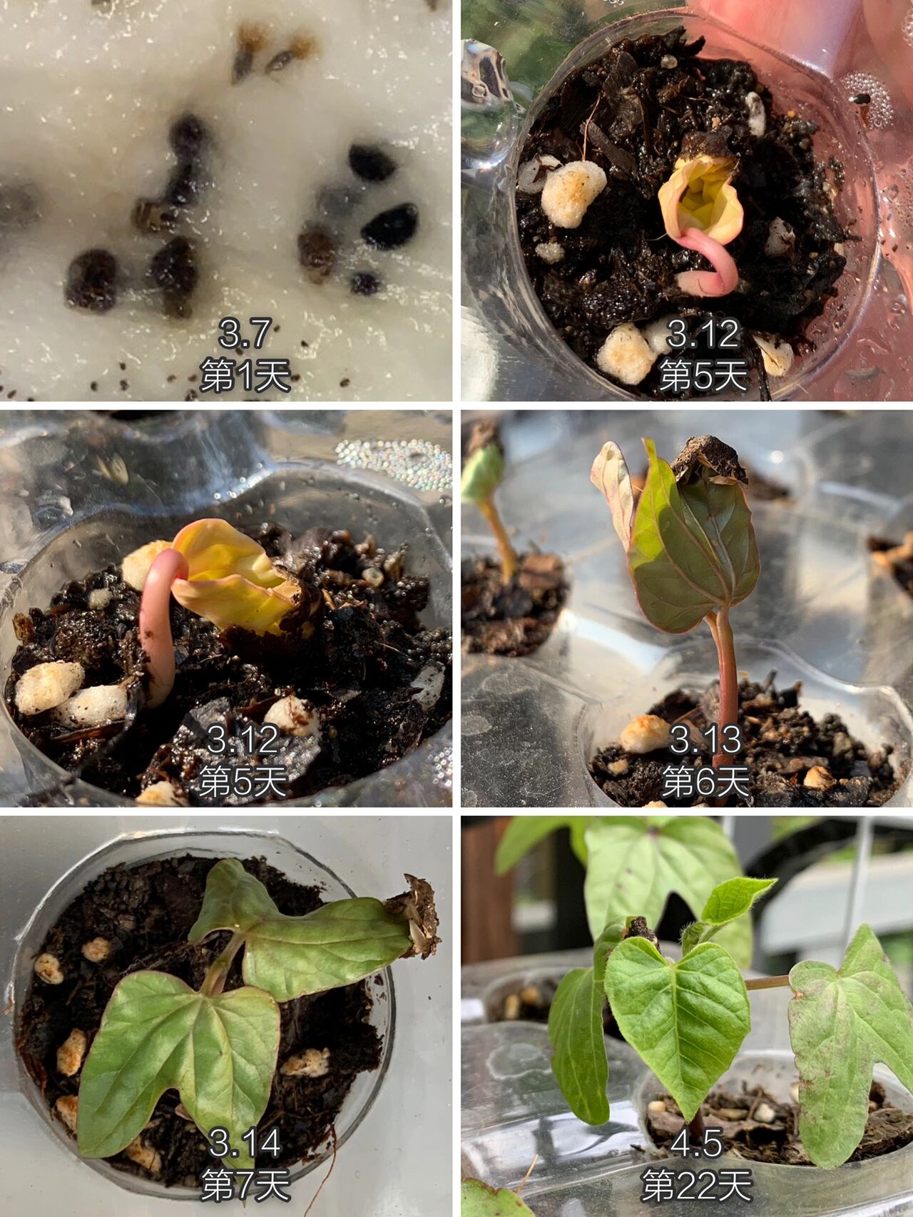 矢车菊生长过程图片图片