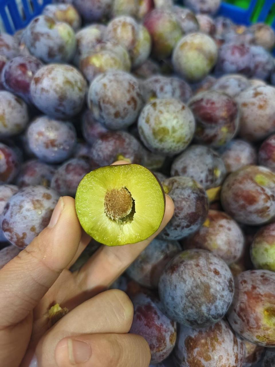 李子# #青红脆李# #四川李子# #蜂糖李# #人间美味# #又淘到好吃 