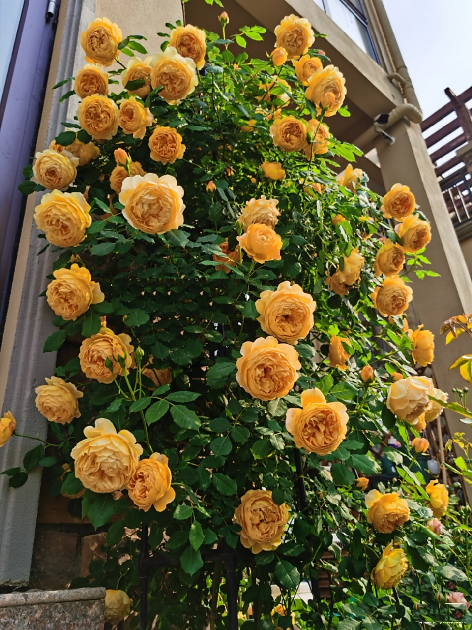 干货:黄金庆典花柱的绑扎记录之上篇 冬季是养月季的花友们忙碌的季节