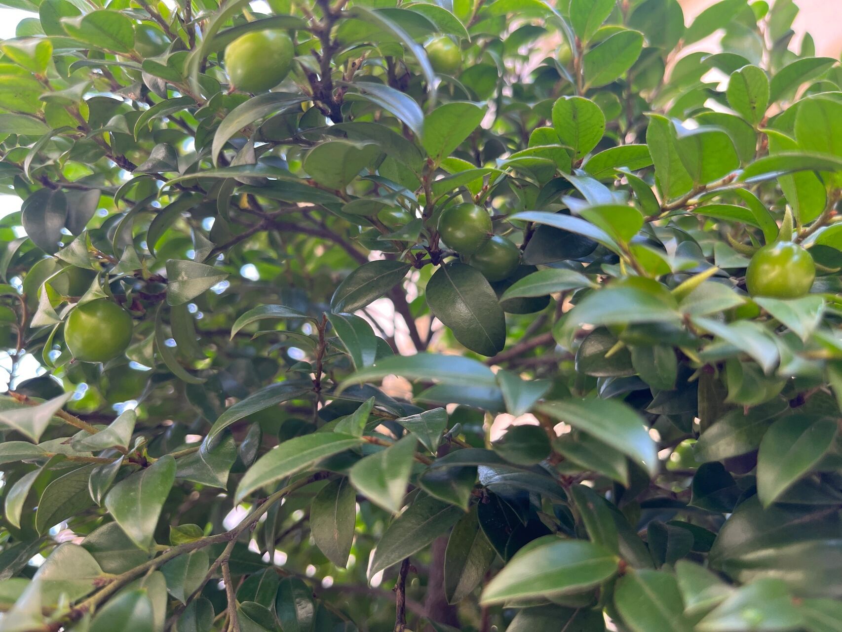 不经意间小叶紫檀竟然长果实了96