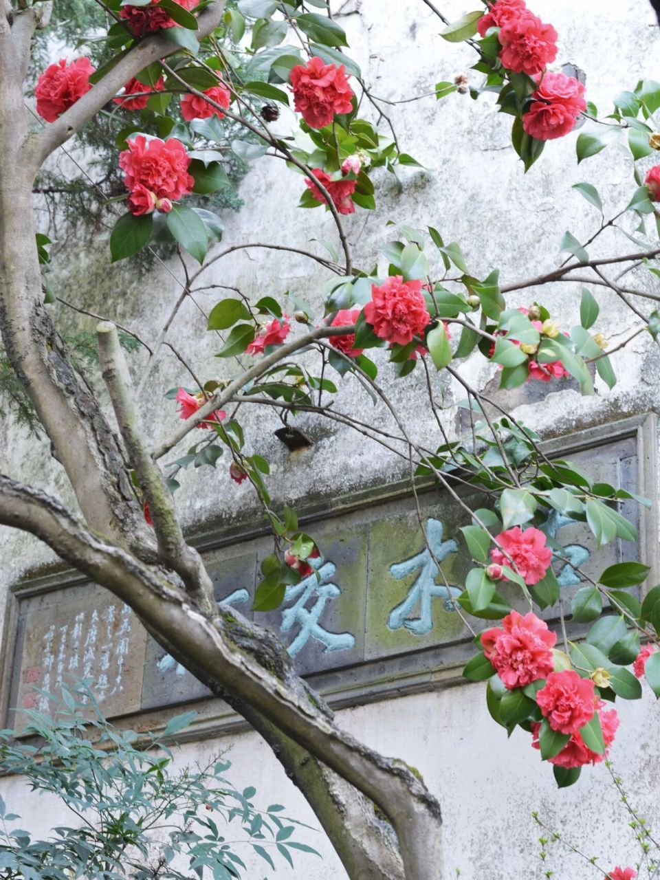 之园林植物篇 	 分别拍摄于留园,狮子林,艺圃,拙政园,沧浪亭,网师园