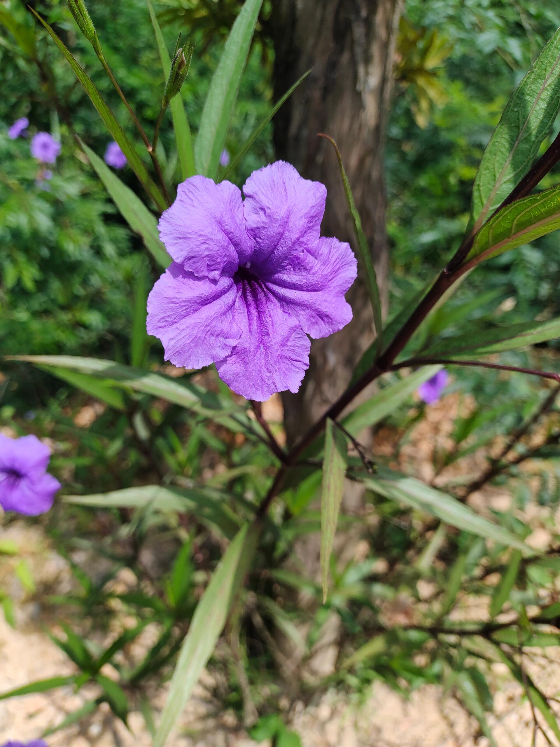 蓝草捣碎图片