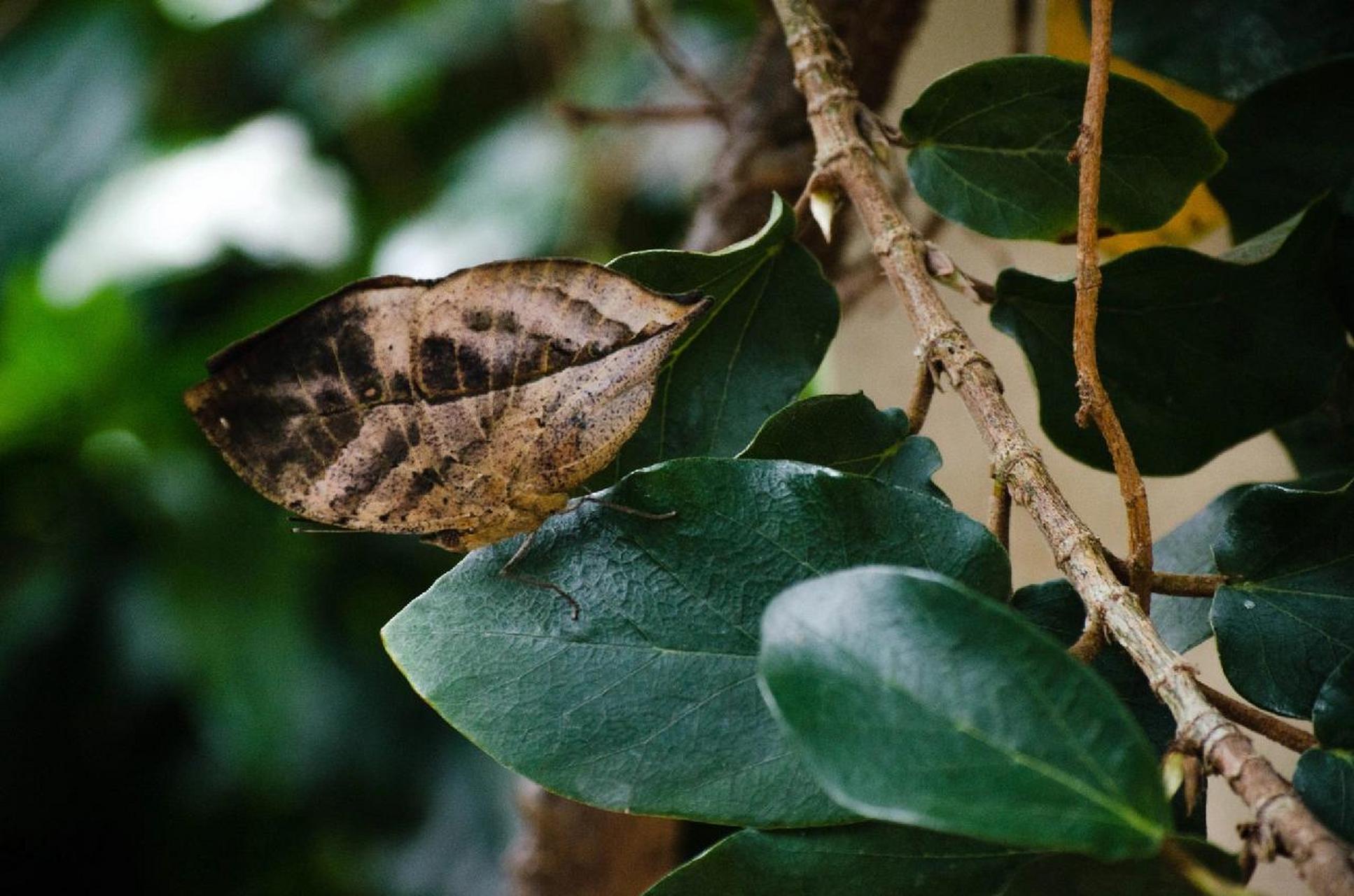 每天认识一种蝴蝶,枯叶蛱蝶的特点 03枯叶蛱蝶 	 别名:枯叶蝶 科属