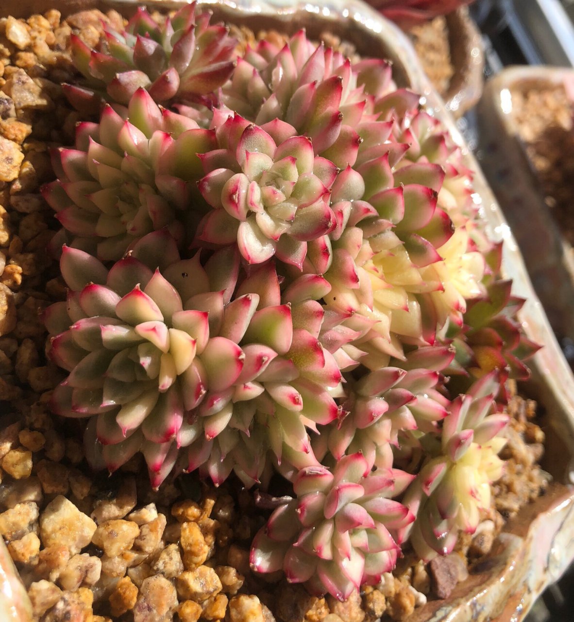 新手养多肉推荐～好养又好看系列94 品名:女雏锦,普货.