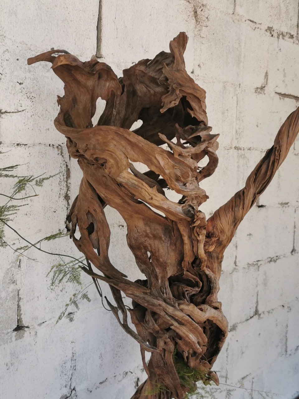 很精品的一个根艺摆件 婀娜,镂空,风化无一不是大自然的杰作.