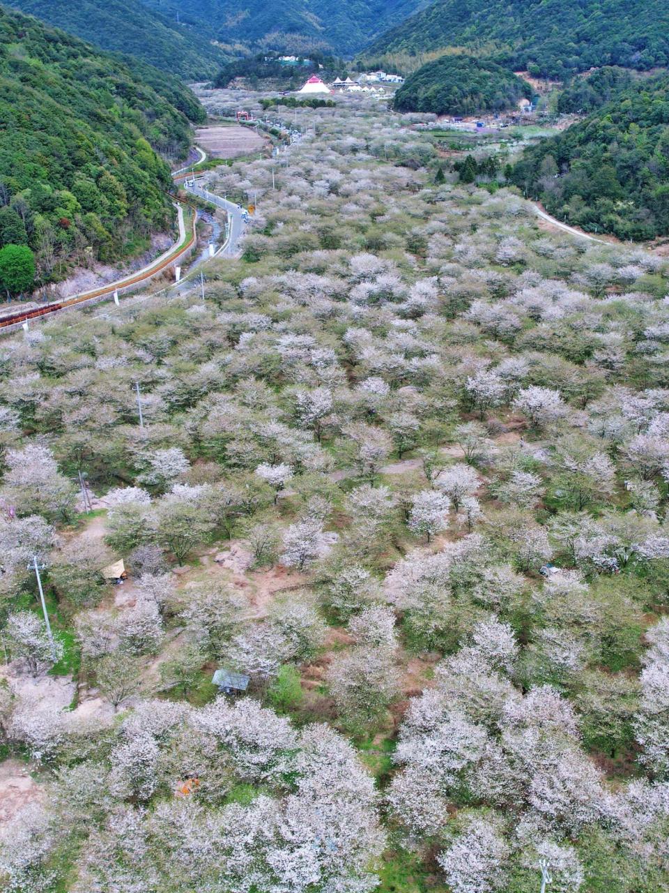 张村樱花谷花期图片