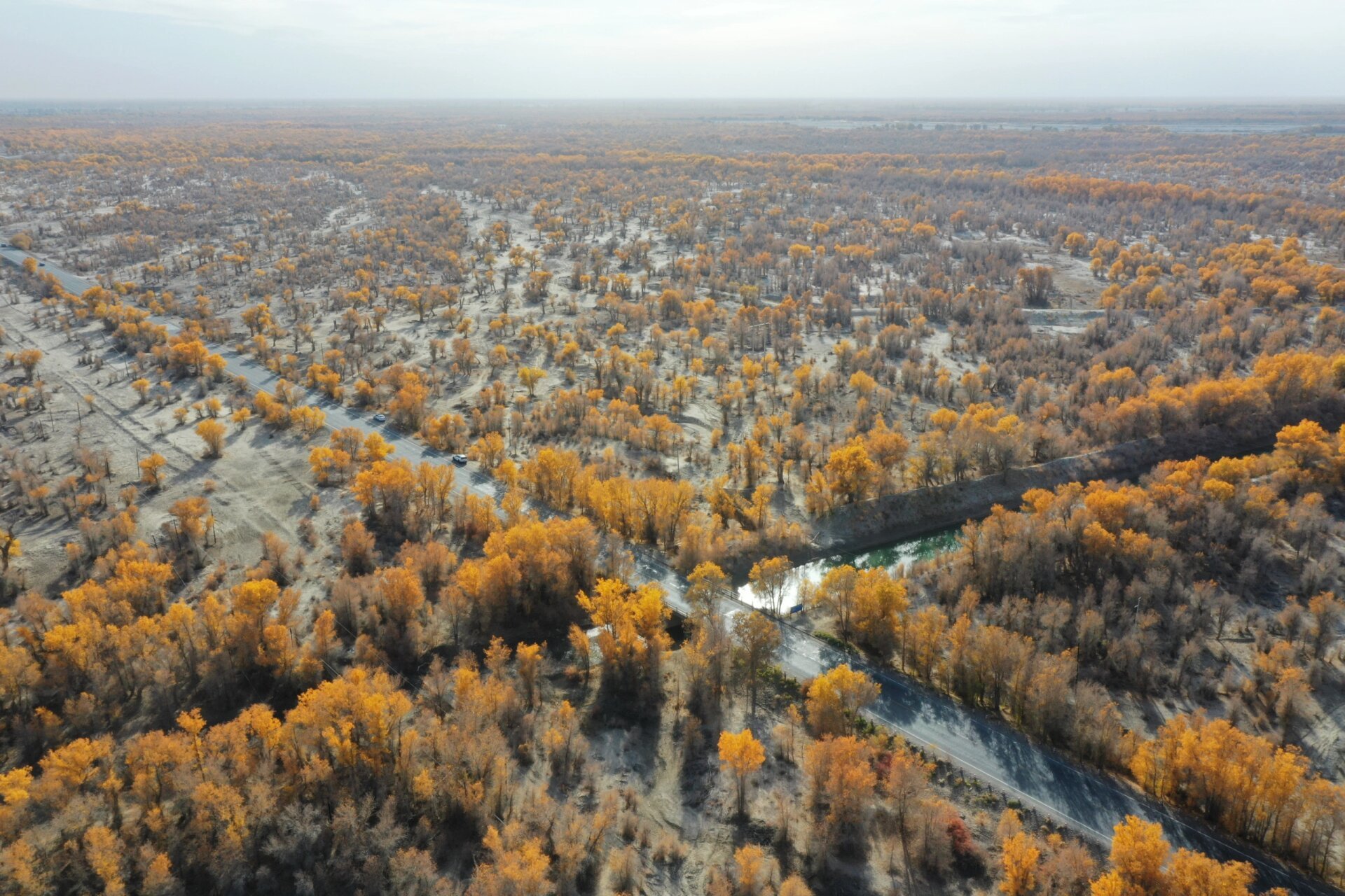 轮台胡杨林·塔里木国家胡杨林保护区 世界上最大而古老的胡杨林