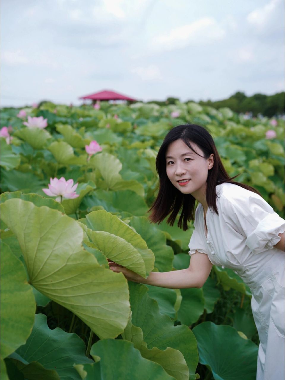 夏日赏荷|嘉北郊野公园 嘉北郊野公园的80亩荷花真的极为壮观 从1号门