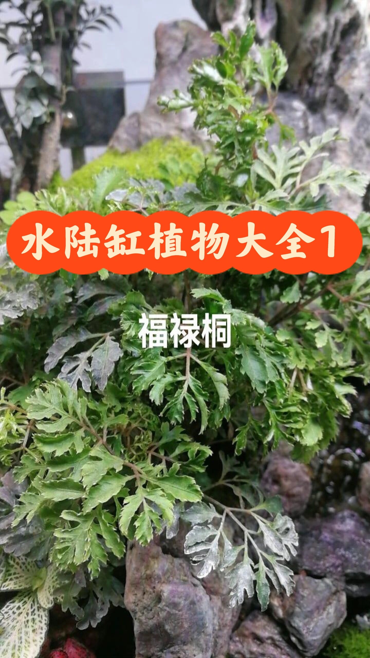 水陆缸植物大全 1 水草缸,水陆缸雨林缸造景技术学习