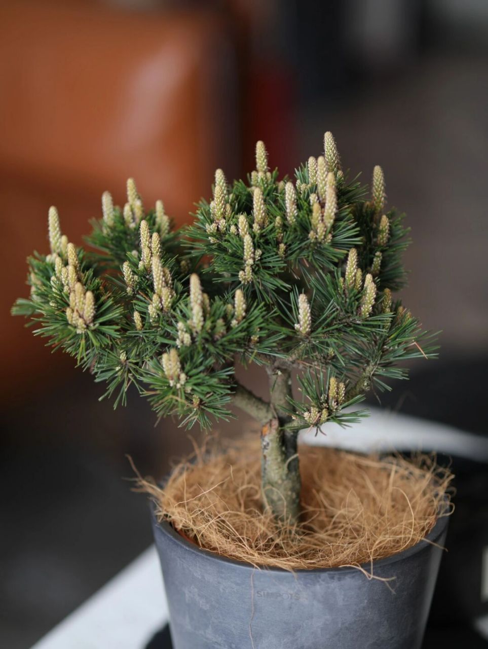 超出水准的千寿丸黑松,高级到我心坎儿去了 绿植没有贵贱,但也坚持在