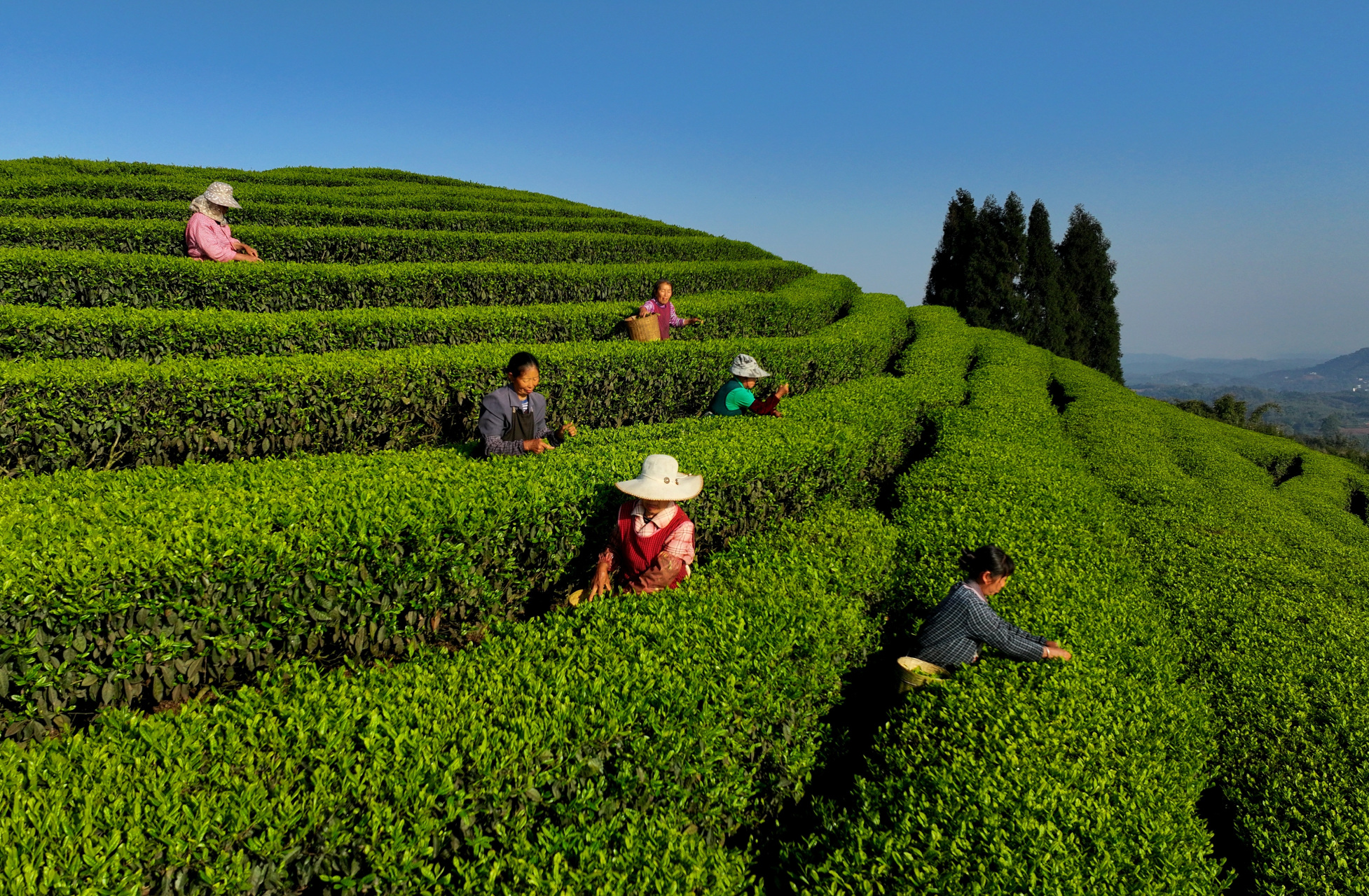 前茶"采摘忙】3月28日,在四川省泸州市纳溪区护国镇德红村红岩子茶园