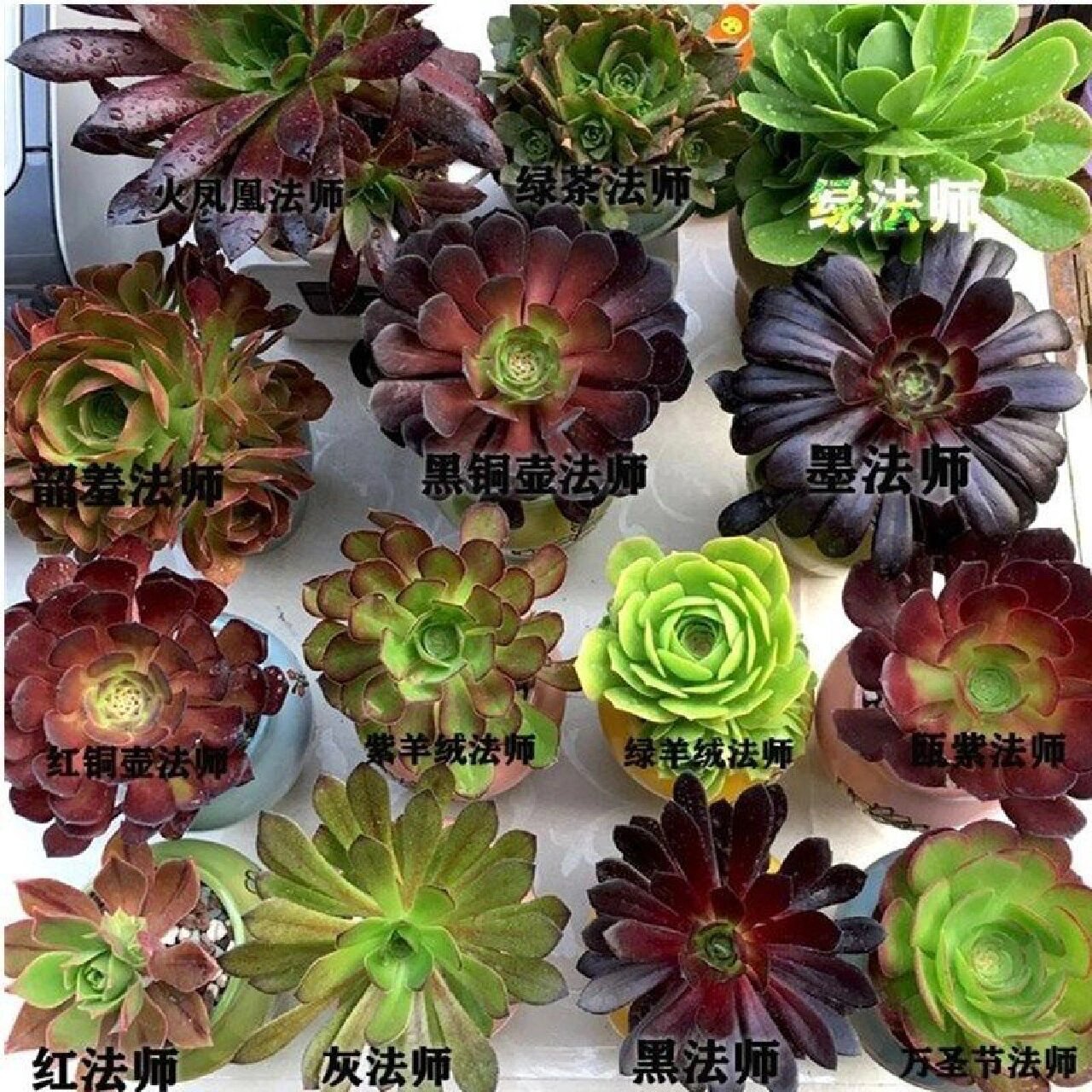 多肉植物法师系列 法师种类分为:众赞曲,普通黑法师,黑法师原始种,墨