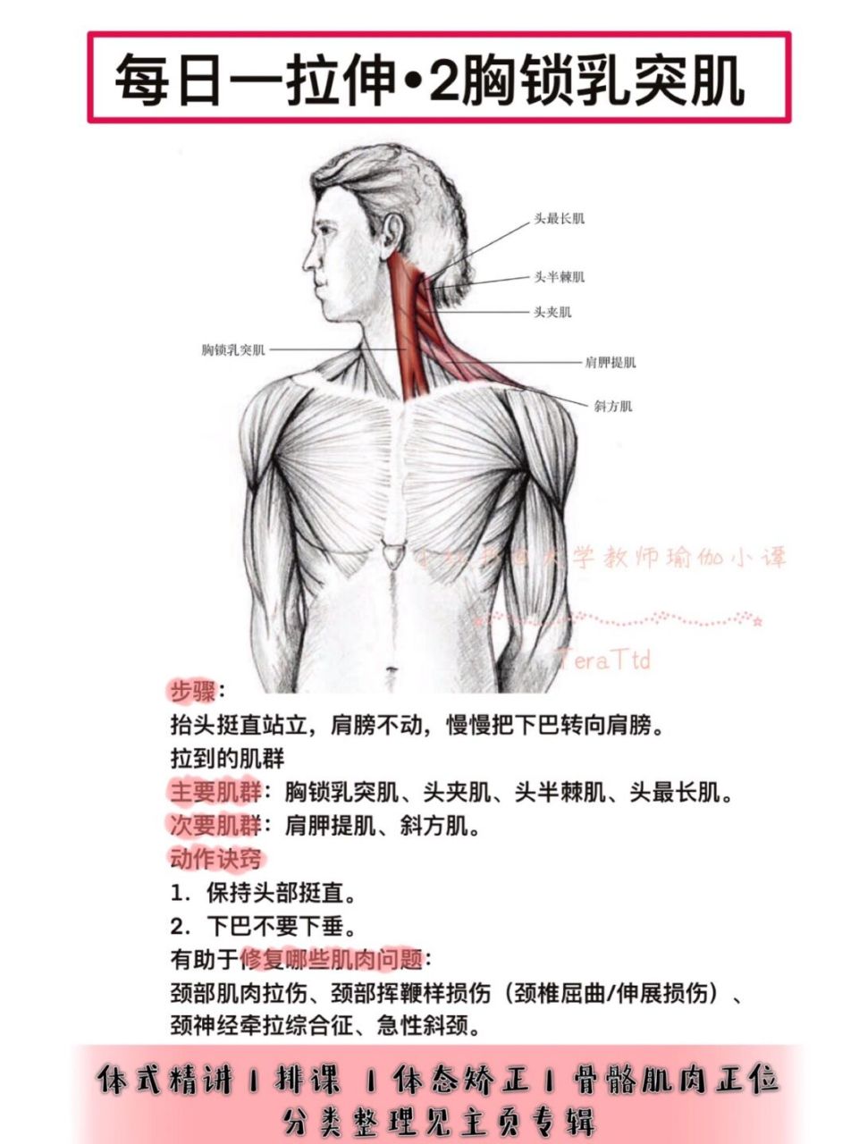 每日一拉伸|脖子/肩頸拉伸61胸鎖乳突肌拉伸 99步驟: 抬頭挺直