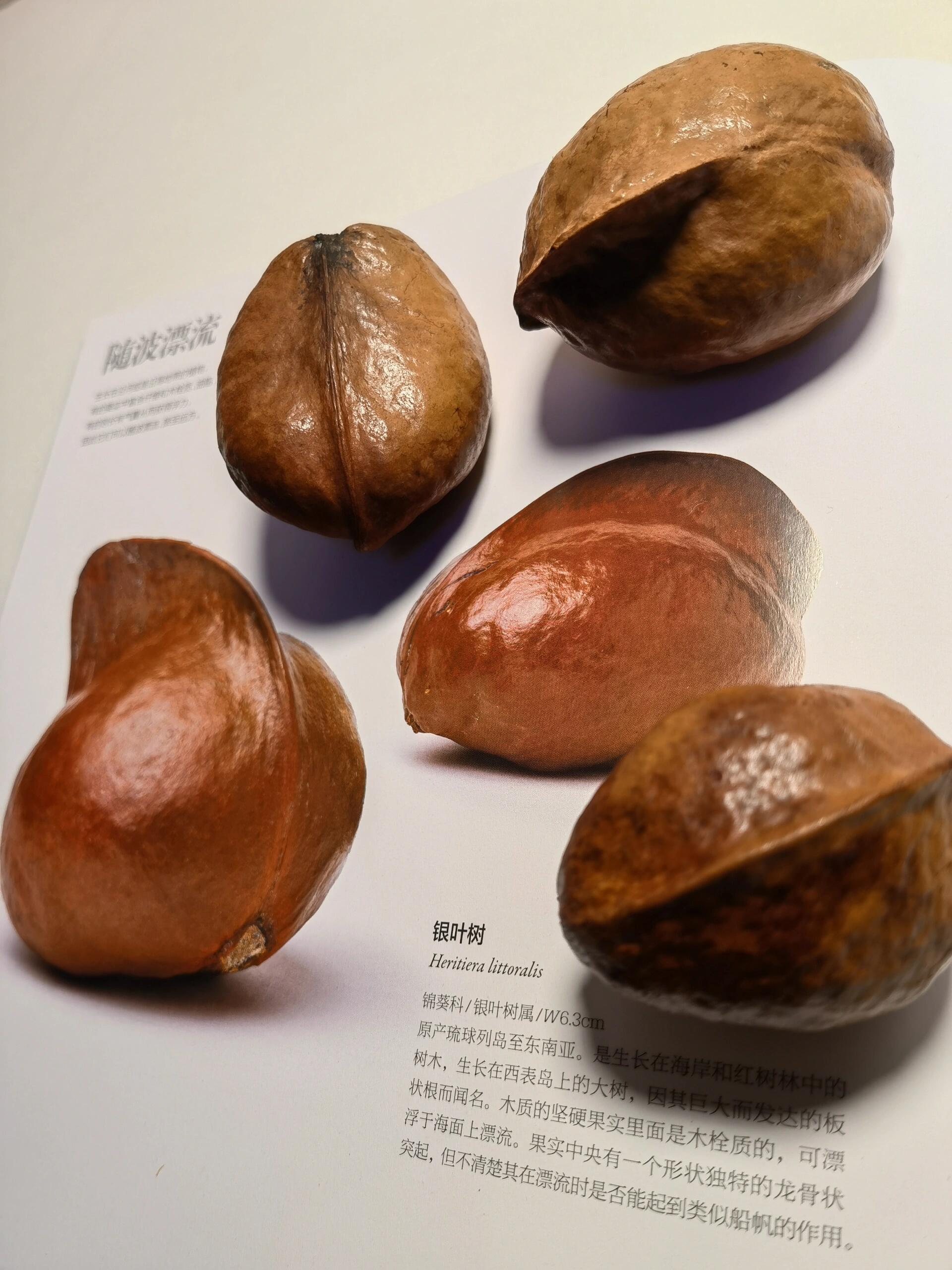 不可思议的果实种子16697银叶树 银叶树 heritiera littoralis