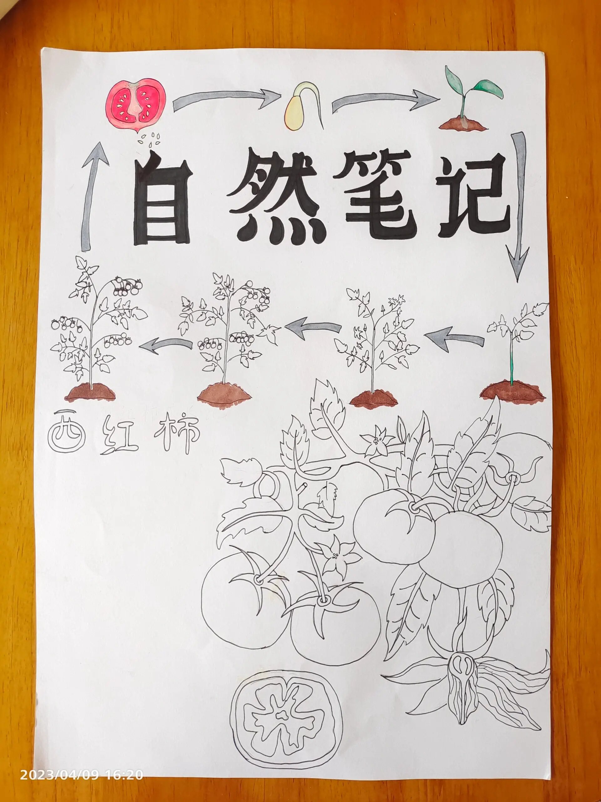 自然笔记:西红柿 自然笔记:西红柿.