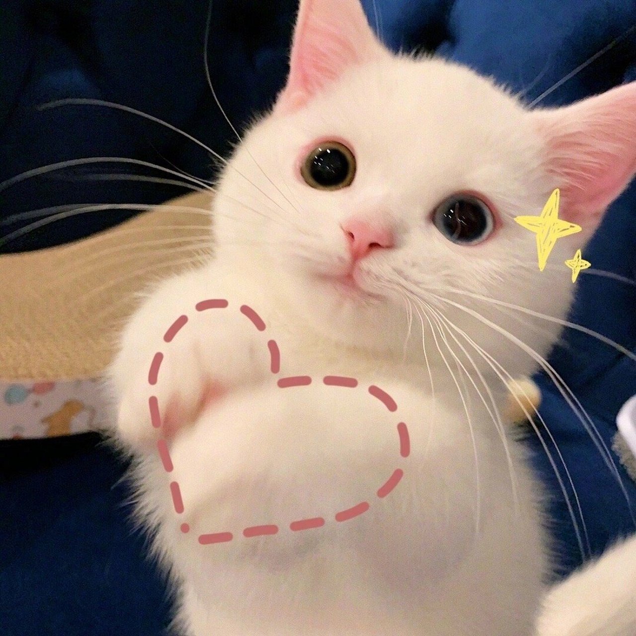 呆萌可爱小猫表情包