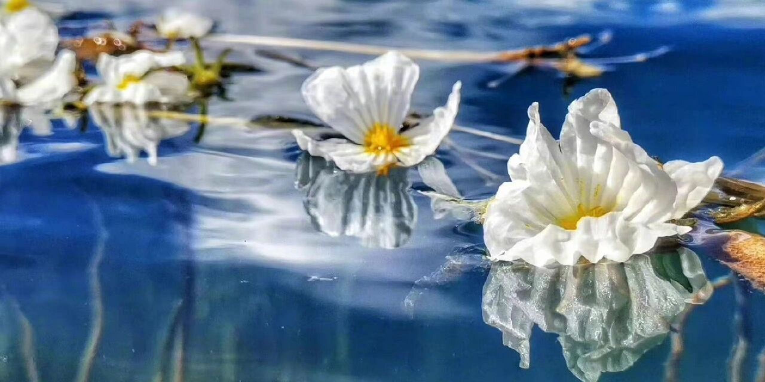 40(水性杨花) 每日一花 波叶海菜花 学名:otteliaacuminata02var.