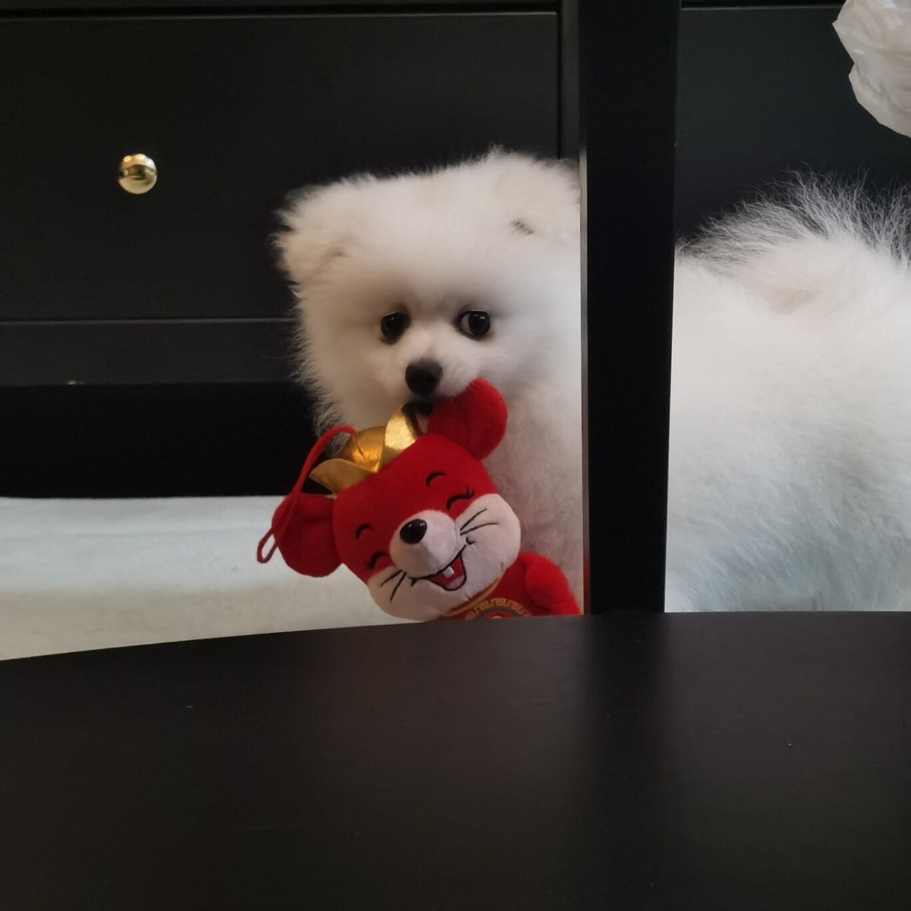 博美不立耳有泪痕 五个月的博美,至今还没立耳怎么办呀?