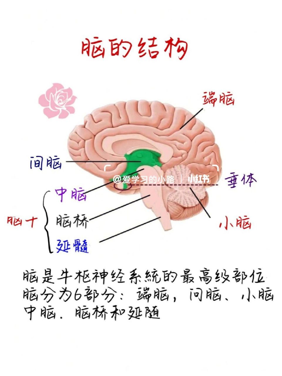 两张图学会脑的结构和功能