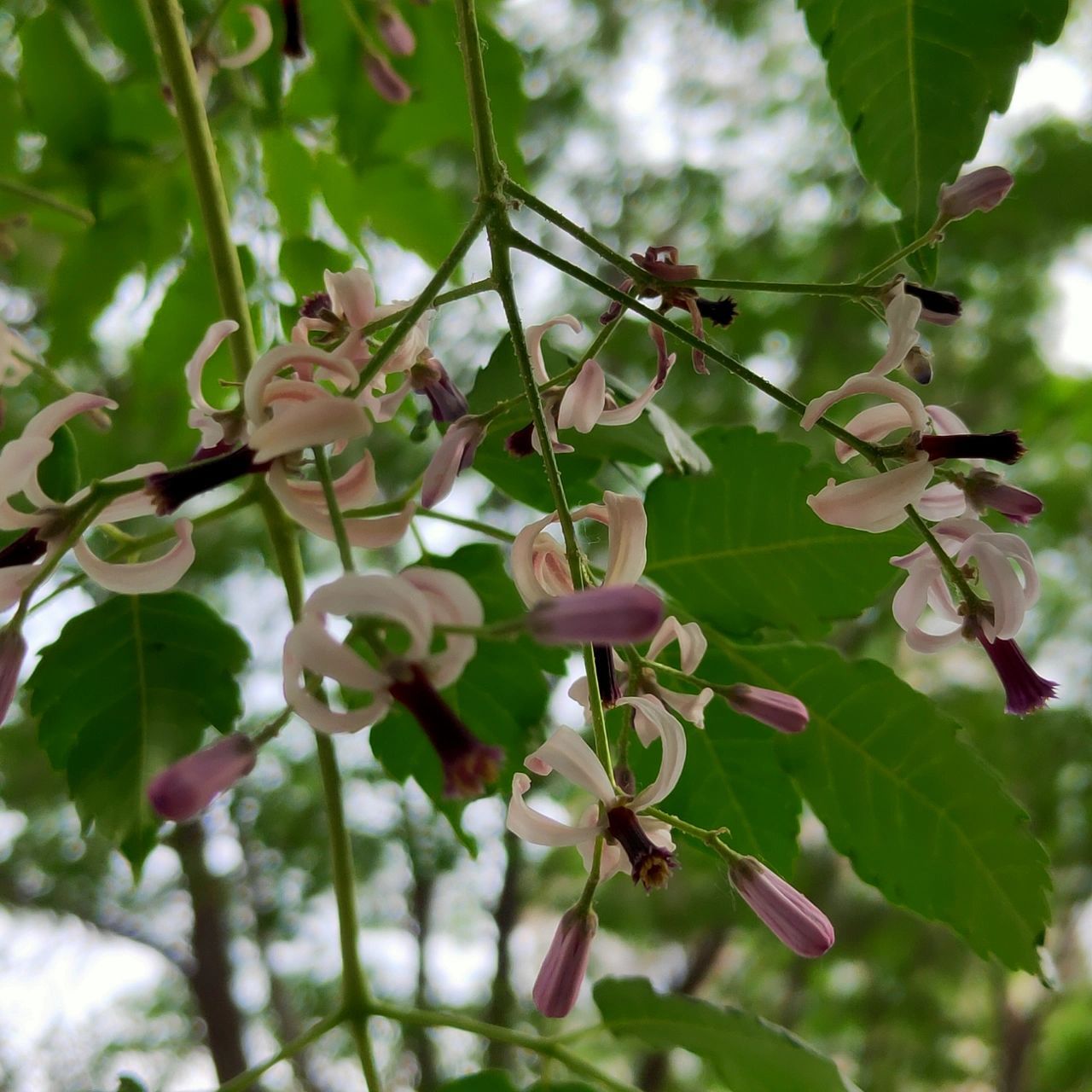楝树—楝花 楝树,又称苦楝(通称),楝树,紫花树(江苏).