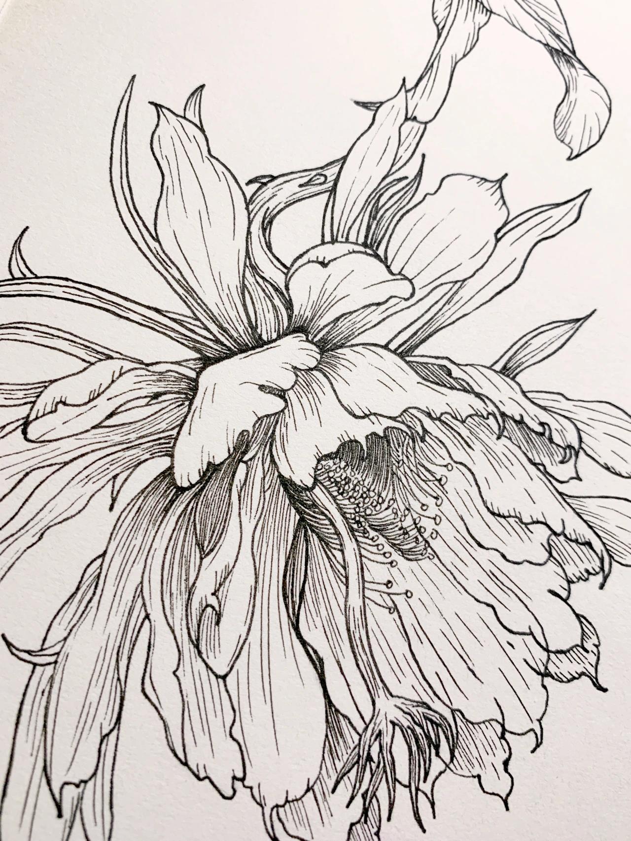 每日一画 | 白描花卉昙花 | 手绘教程 一染昙花百念空,净香吹遍古禅风