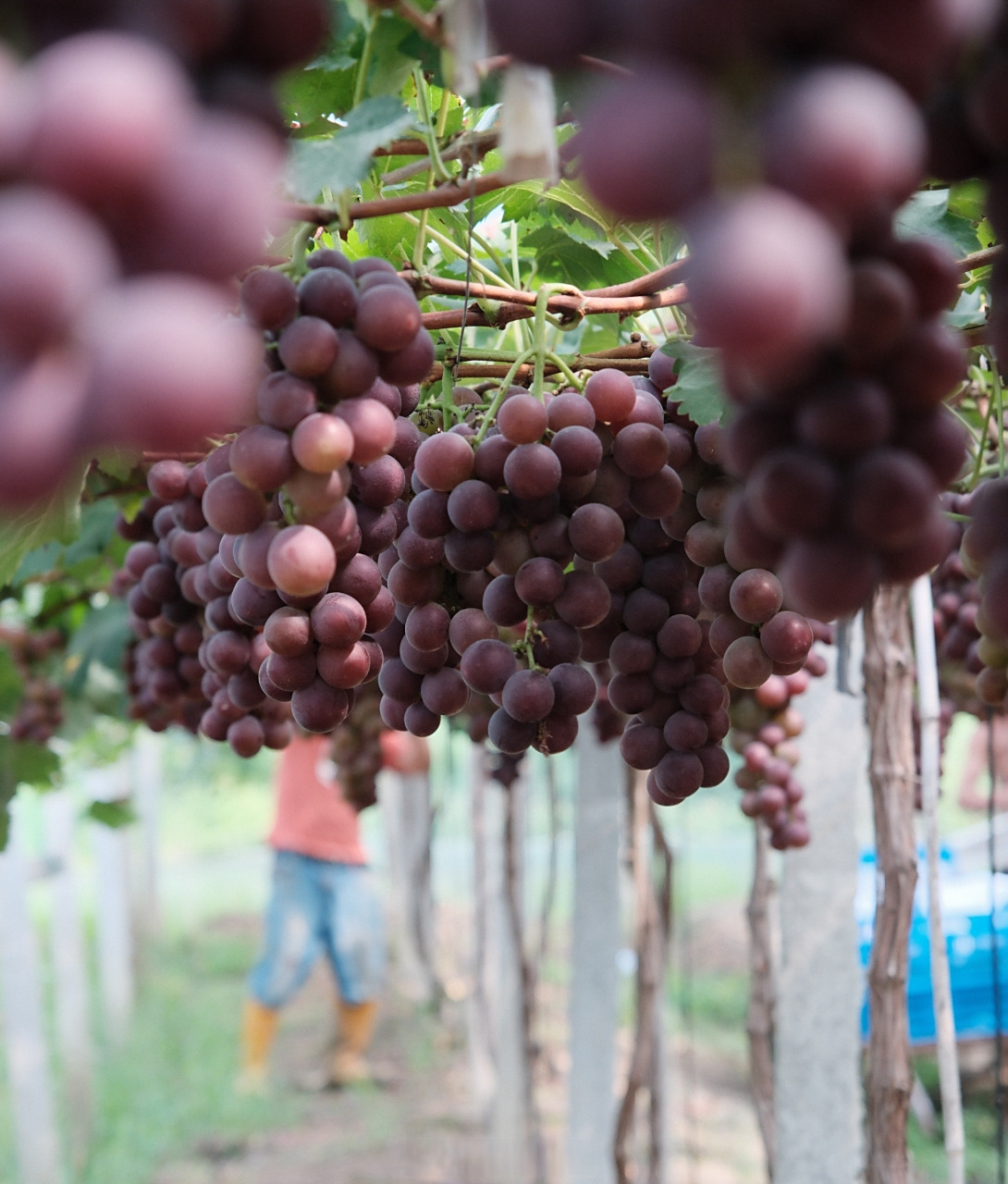 甬优系列葡萄迎来高产期】#连通区县# 这段时间是甬优1号葡萄大量上市