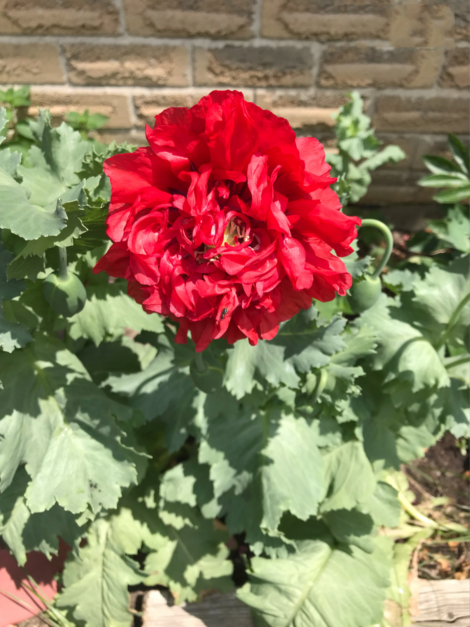 庭院罂粟花 garden poppy 重瓣的庭院罂粟花非常赏心悦目