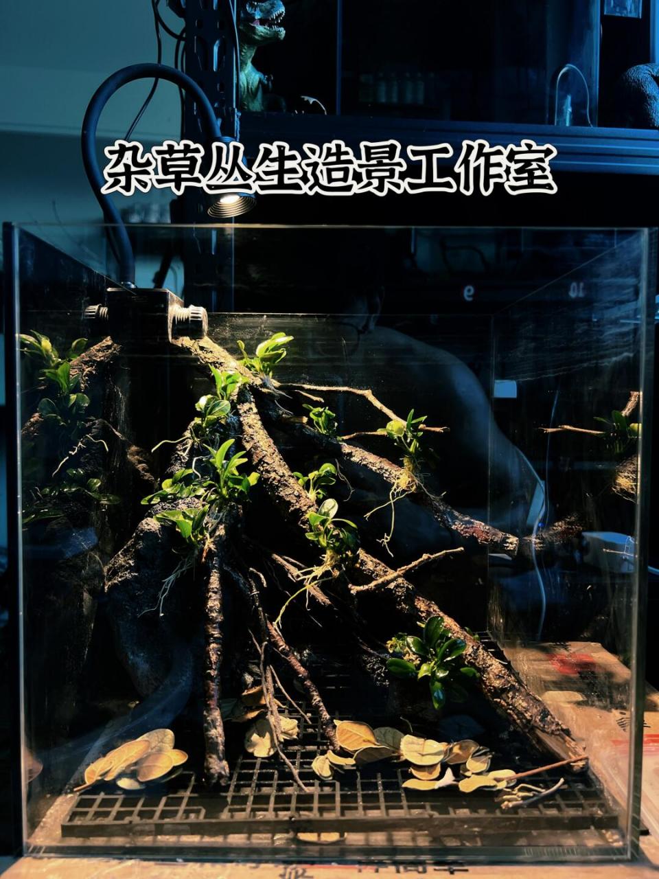 南美缸造景# #沉木造景# #鱼缸造景# #原生缸# #装饰品# #手工艺