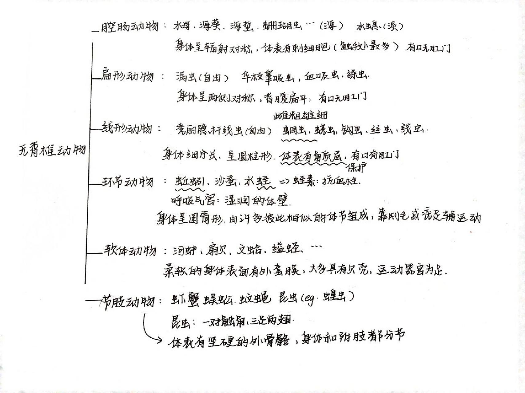 八上生物无脊椎动物思维导图