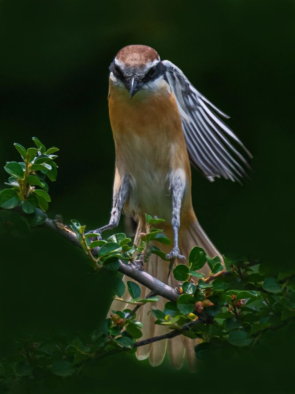 鸟类图鉴|红尾伯劳 红尾伯劳论体型在伯劳科伯劳属内是中等偏小的