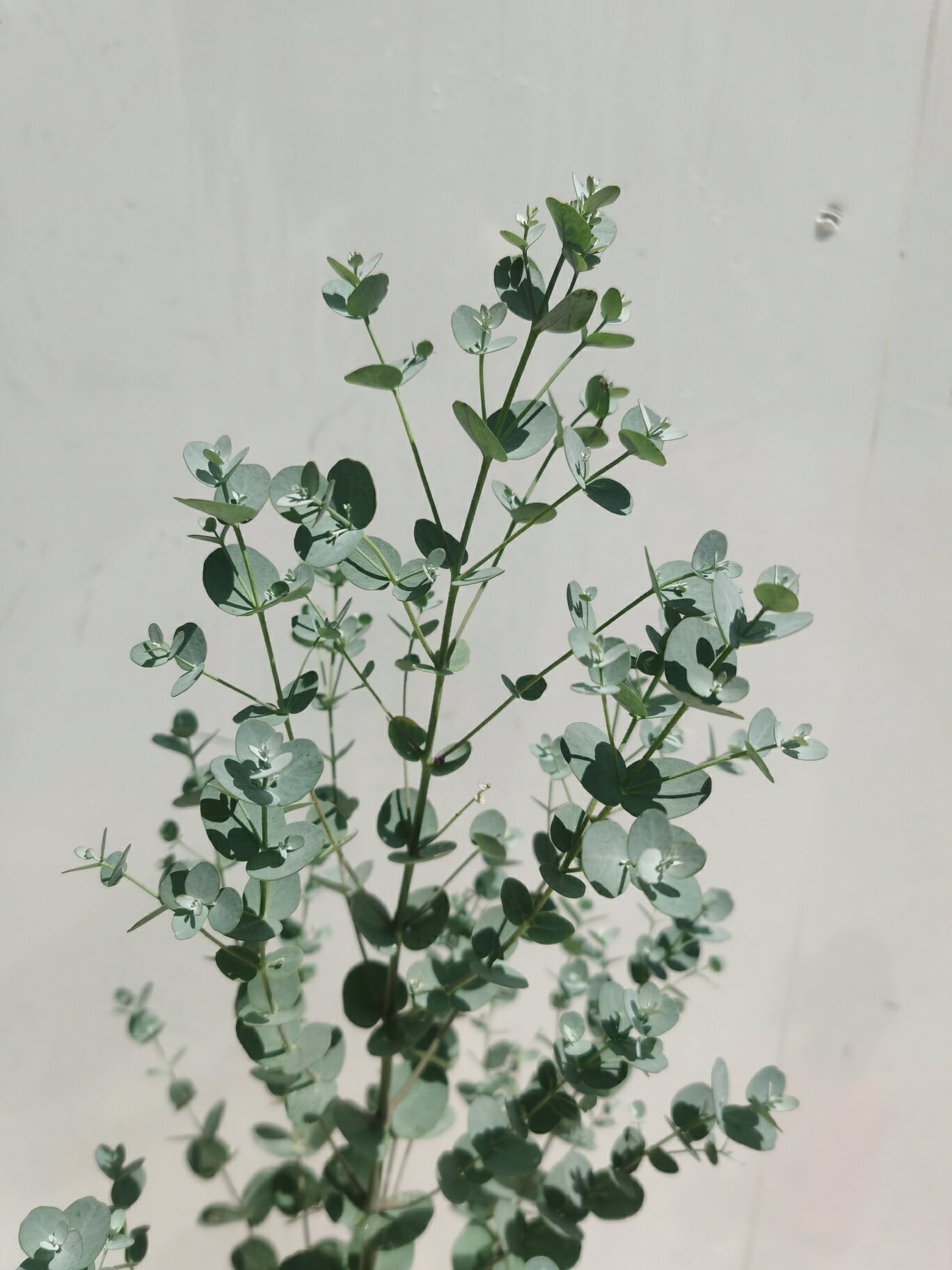 银水滴(尤加利树