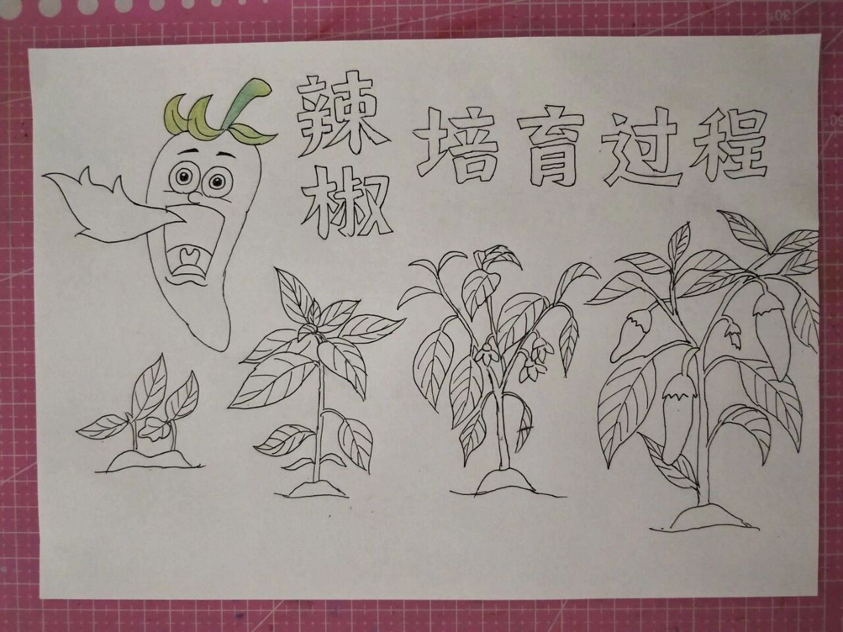 辣椒生长过手绘图片 辣椒生长过手绘图片