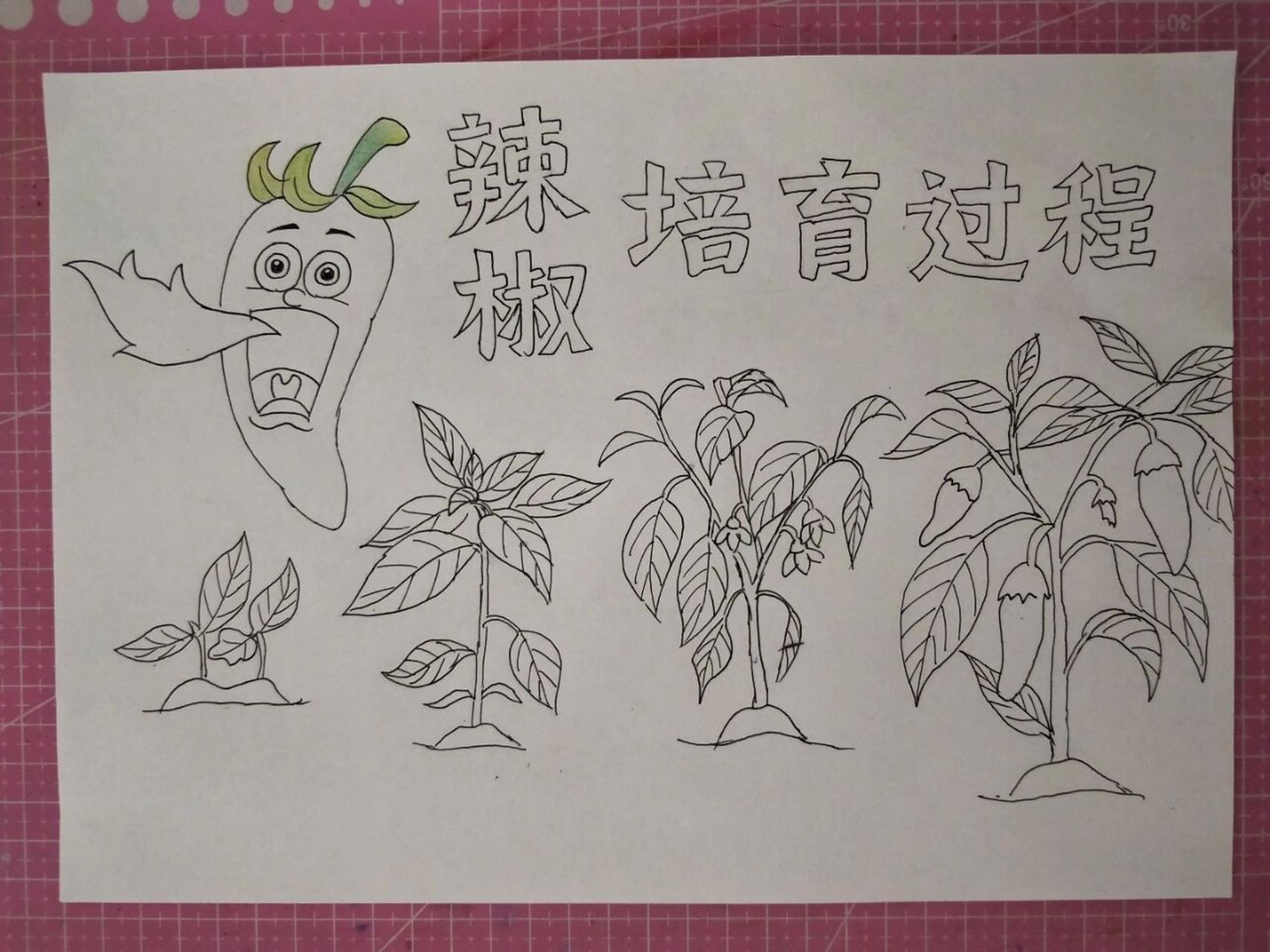 辣椒的生长过程简笔画图片