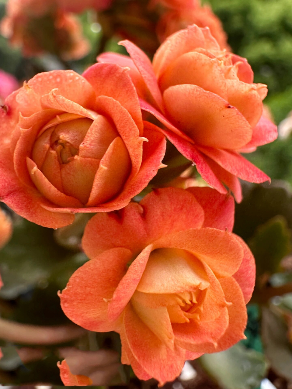 长寿花 华丽橙/赫尔利/赫丽/橙巴黎/万圣节 哦豁又是一盆有很多名字的