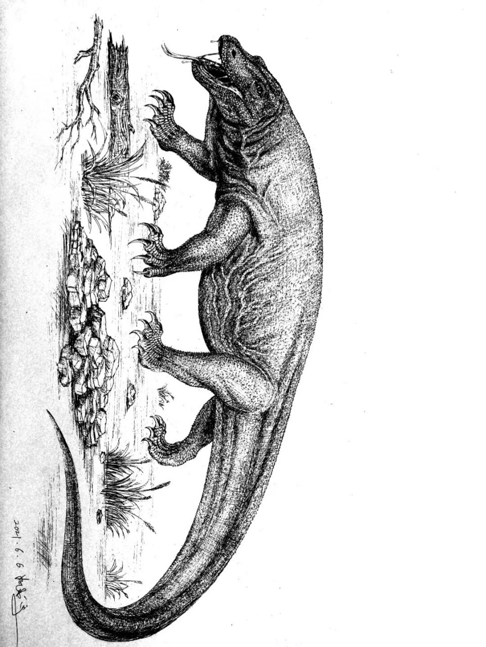 钢笔画—科莫多巨蜥