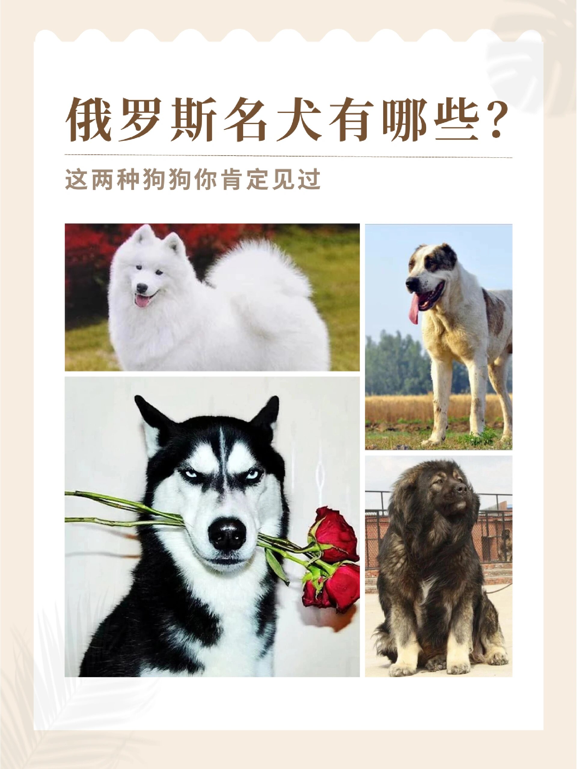 100多种名犬图片