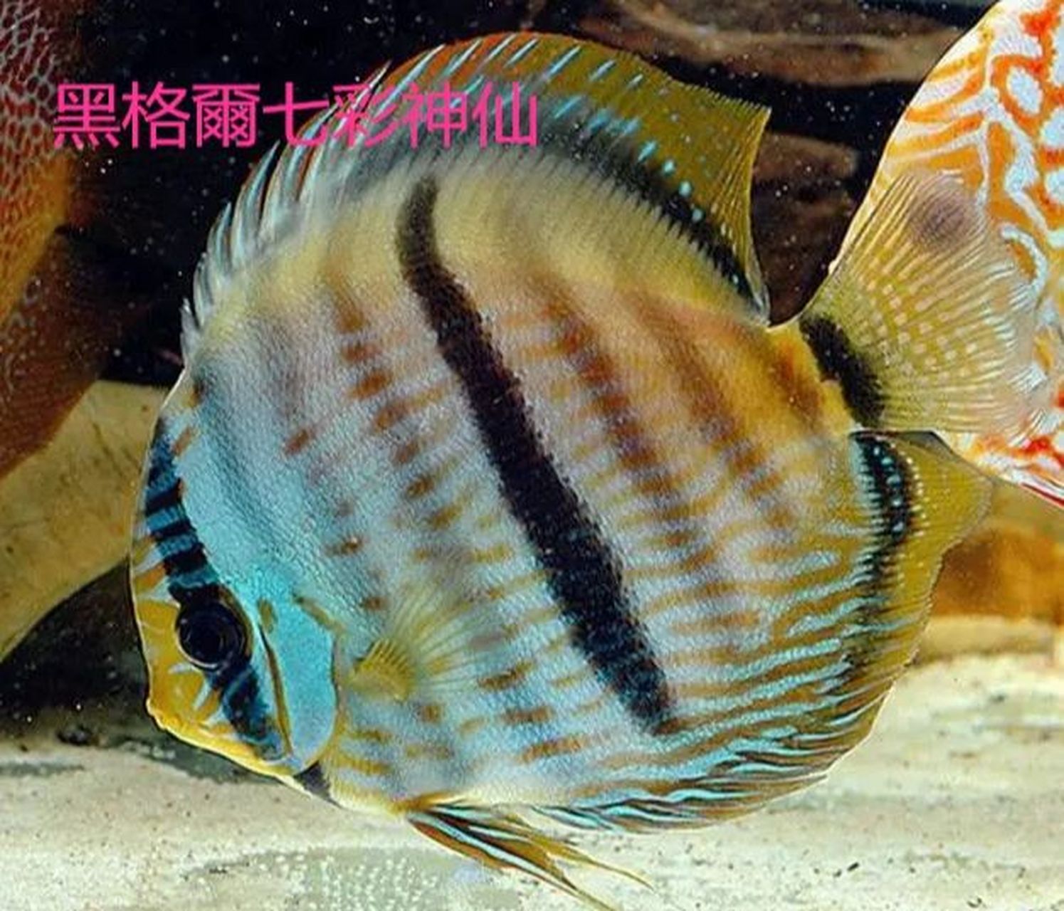 七彩神仙鱼 今天介绍一下野生七彩神仙鱼的品种分类,描述不到位的请