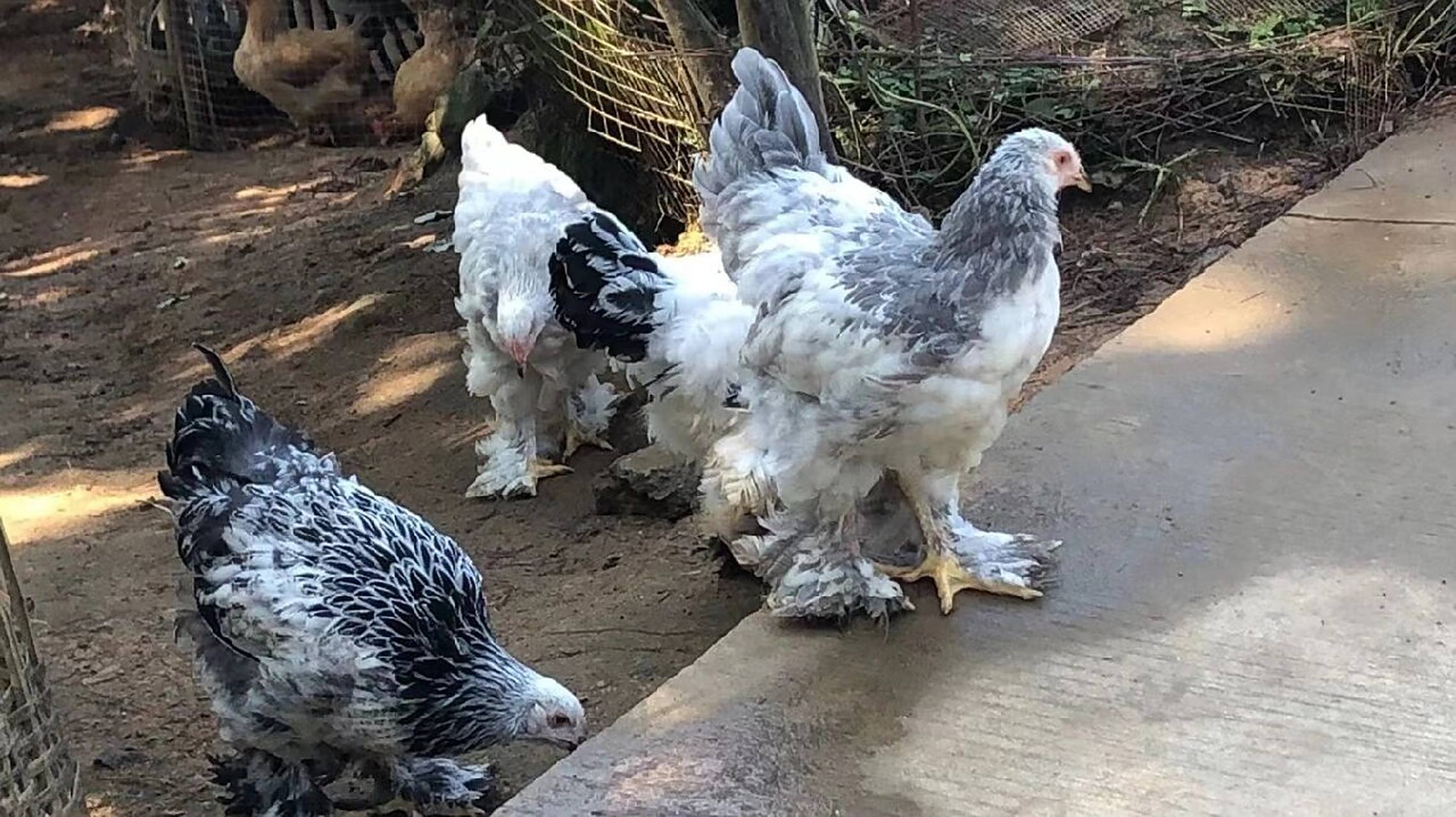 低价出售婆罗门成年鸡 婆罗门鸡可以长像人一样大的鸡