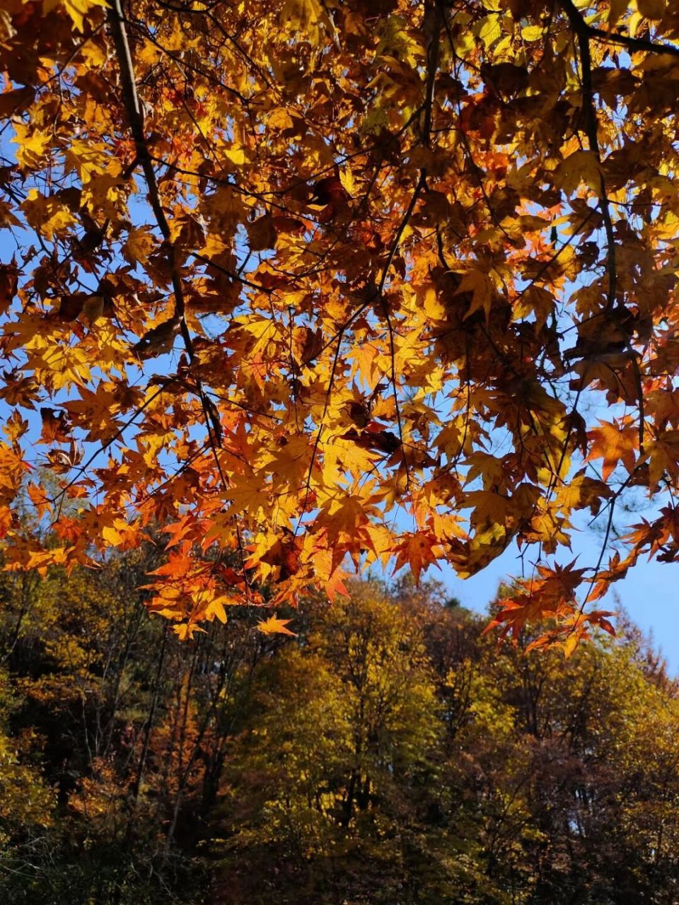 汉中勉县--《云雾山》 每年10月,11月勉县的云雾山都是看风景的好去处