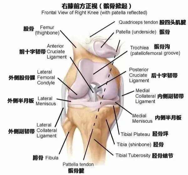 膝关节运动方式图解图片