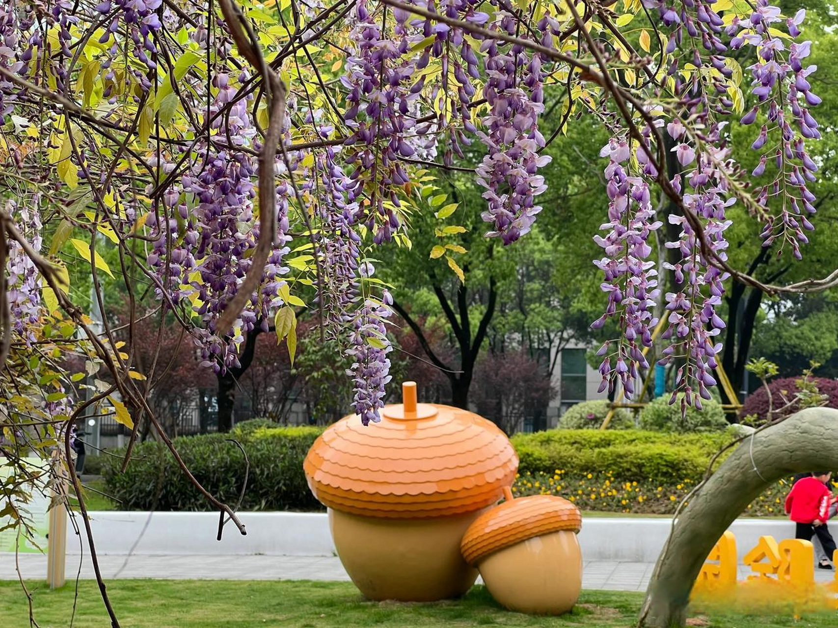 > 今日,位于瓯海中心的半塘公园,迎来了一场绚丽的紫藤花盛宴.