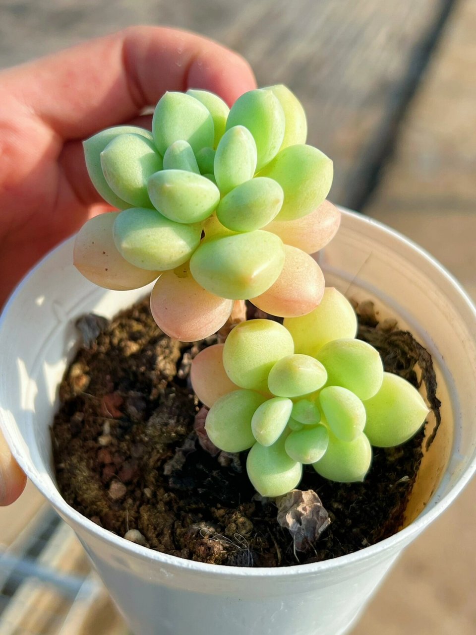 青岛李沧区多肉大棚|94泡泡糖—养护方法 多肉泡泡糖也是这两年的