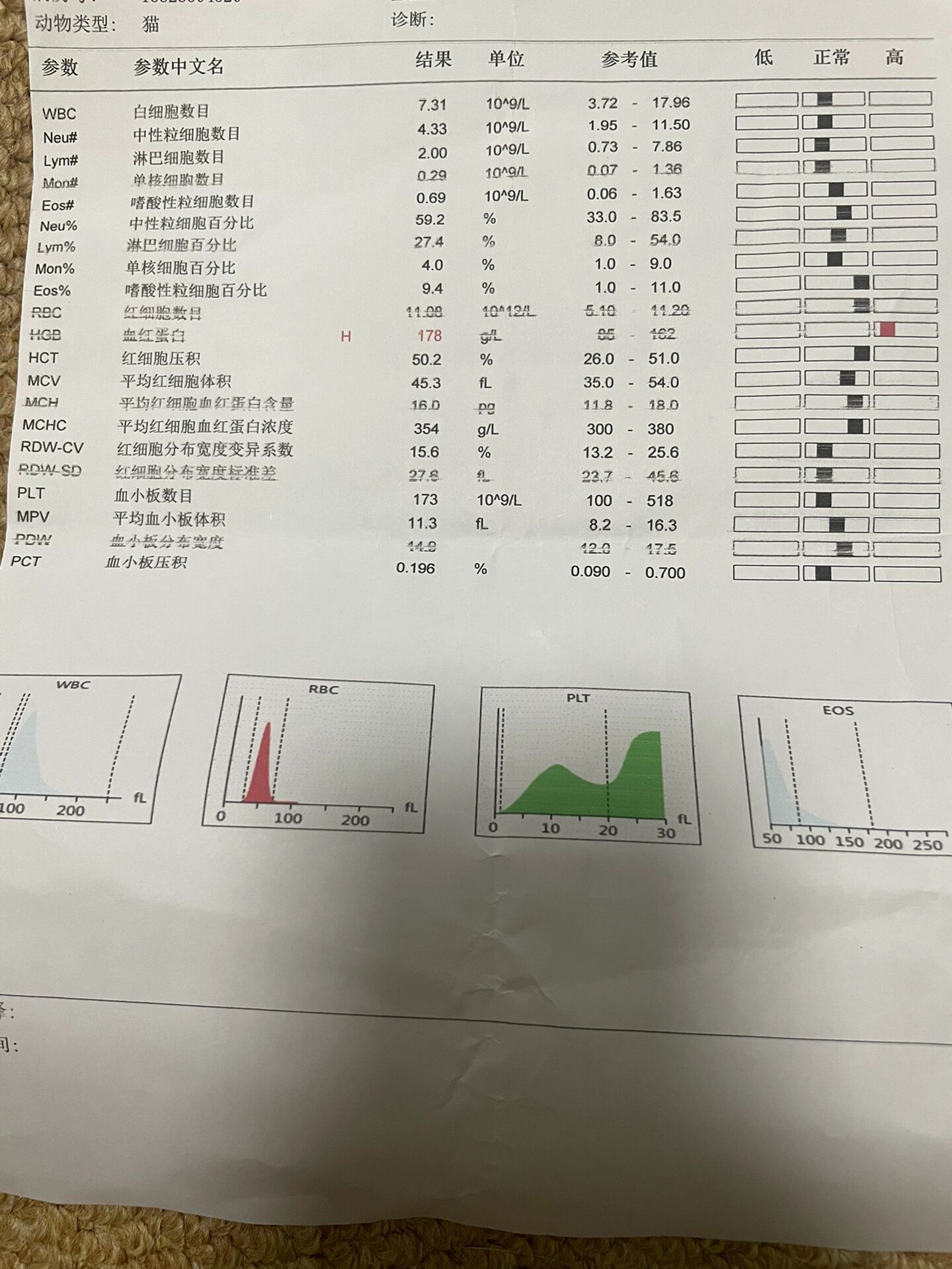 猫正常白球比图片